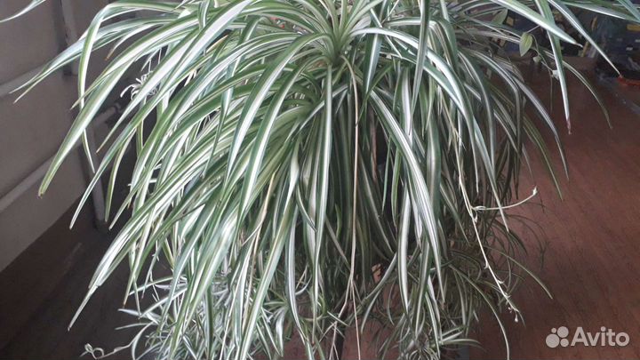 Хлорофитум