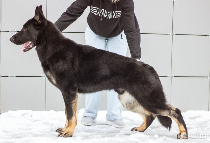 Кобель вязка