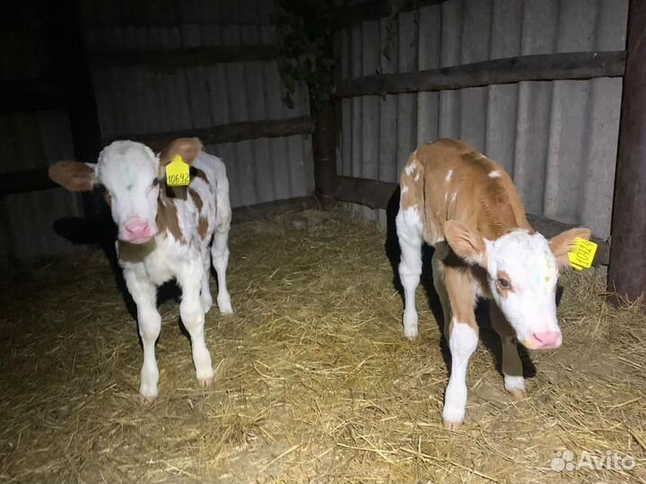 Телята мясной породы