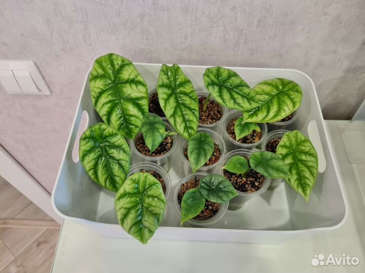 Алоказия Синуата