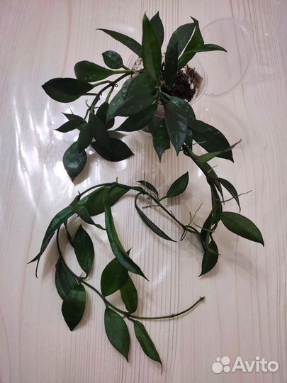 Хойя лакуноза