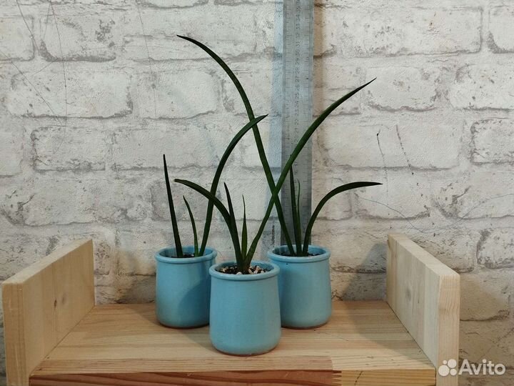 Сансевиерия Бакуларис (цилиндрическая)