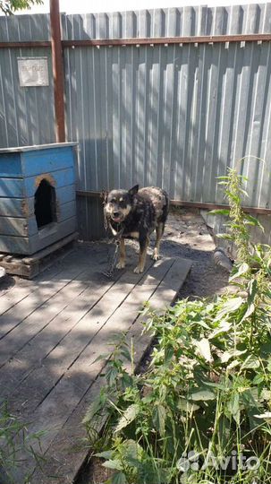 Молодой охранник