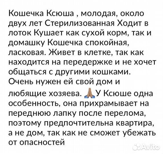 Шотландская