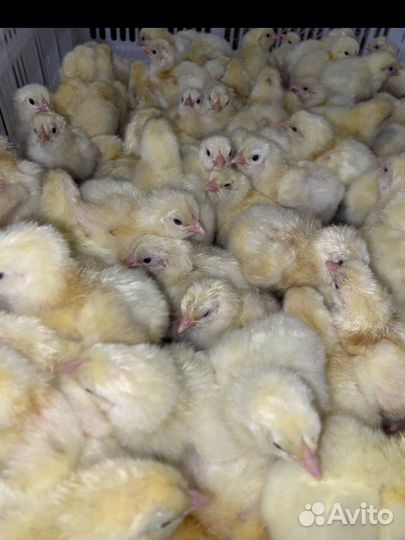 Цыплята бройлеры