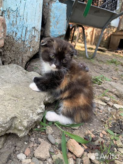 Отдам в добрые руки котят