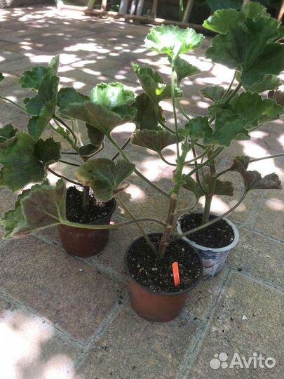 Пеларгония герань тюльпановидная