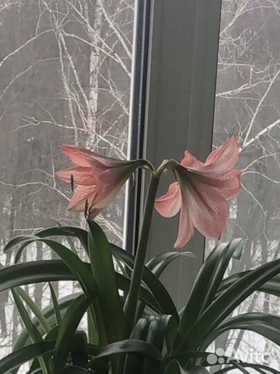 Гиппеаструм