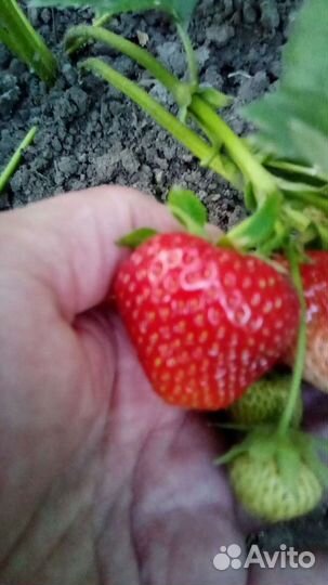 Клубника саженцы ремонтантная и обычная