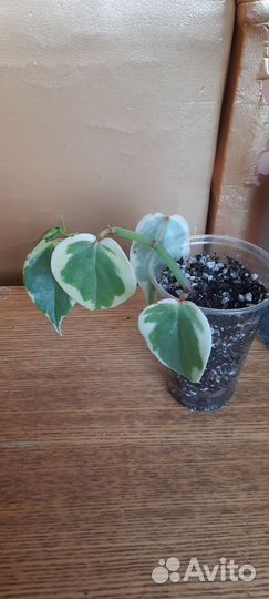 Эпипремнум