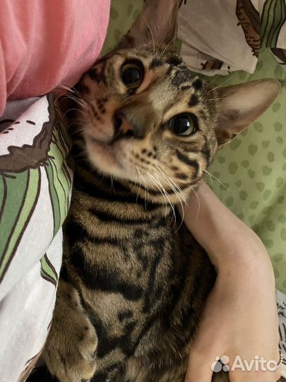 Свести кота