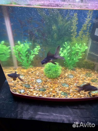 Аквариум рыбки грунт фильтр