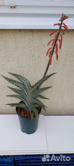 Алоэ тигровое variegata