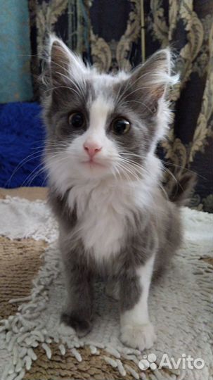 Котёнок Тео