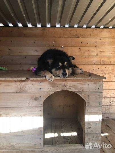 Пушистая, добрая собака которой очень нужен дом