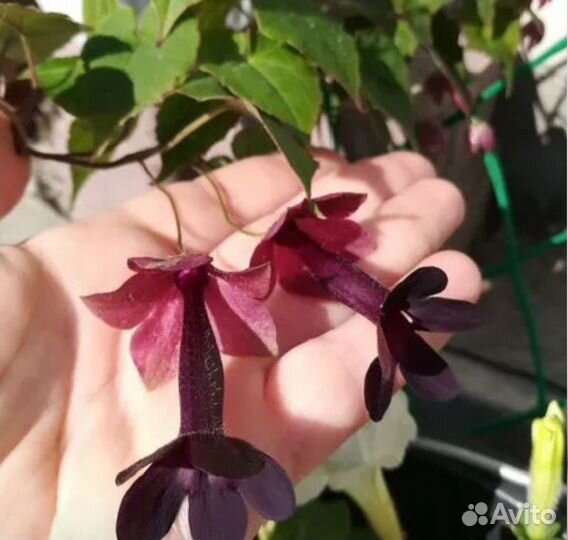 Ампельные растения для сада