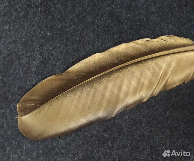 Перья чёрного ворона