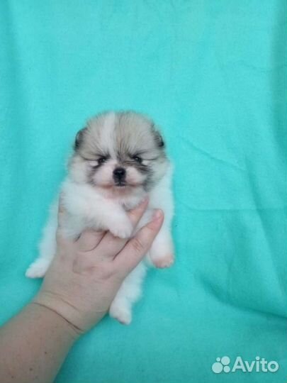 Померанский шпиц мишки мини и стандарт разных окра