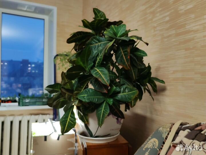 Кротон фикус