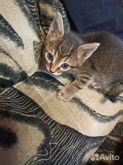 Кошка в дар