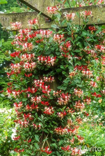 Жимолость татарская саженцы