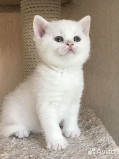 Британские котята