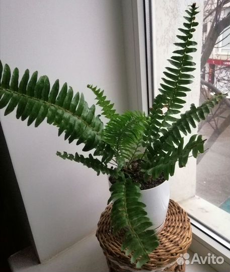 Комнатные цветы