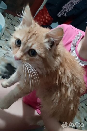 Простые котики