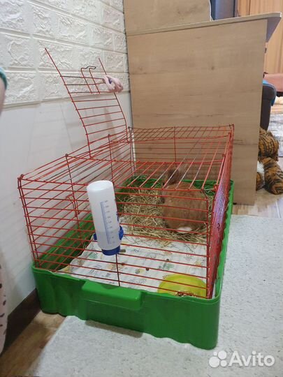 Кролик с клеткой