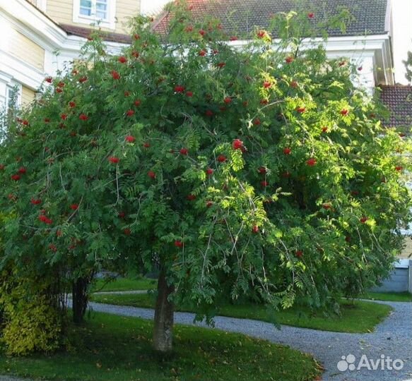 Рябина обыкновенная пендула Высота 200-250