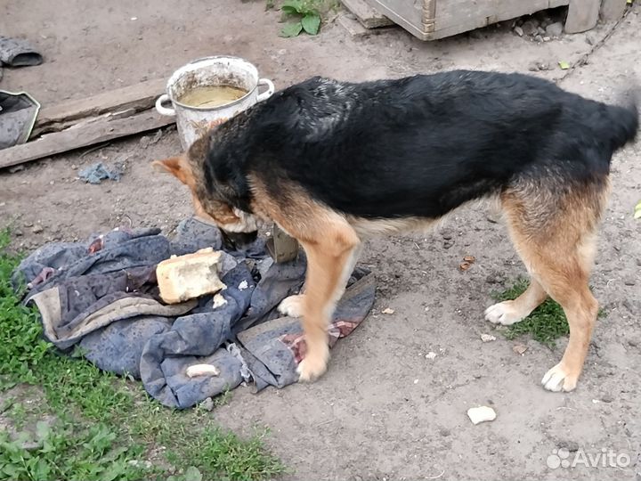 Хаски в добрые руки