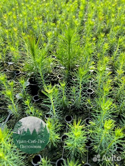 Сеянцы зкс Сосна окс Ель Лиственница Горная