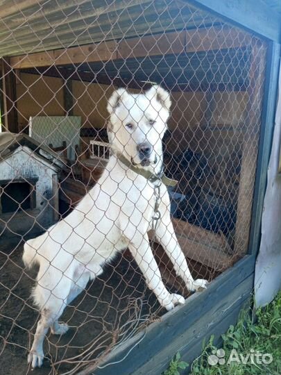 Среднеазиатская овчарка