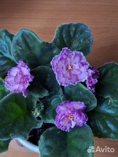 Сортовые взрослые фиалки