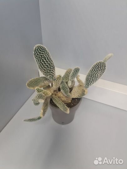 Кактусы и суккуленты опунция