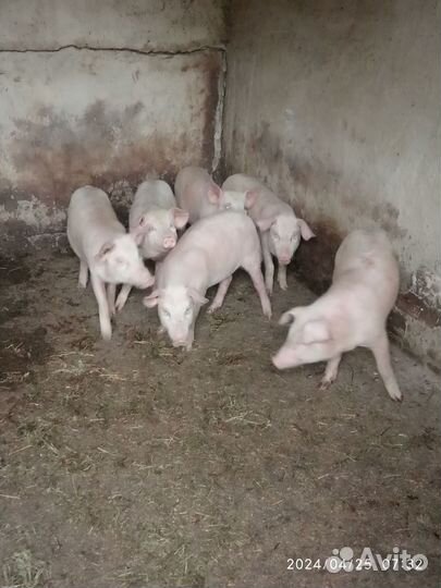 Продаются поросята