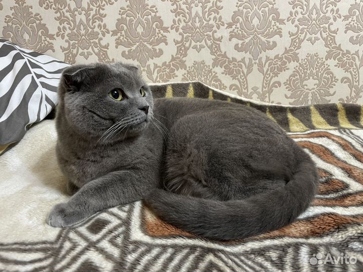 Отдам британскую кошку