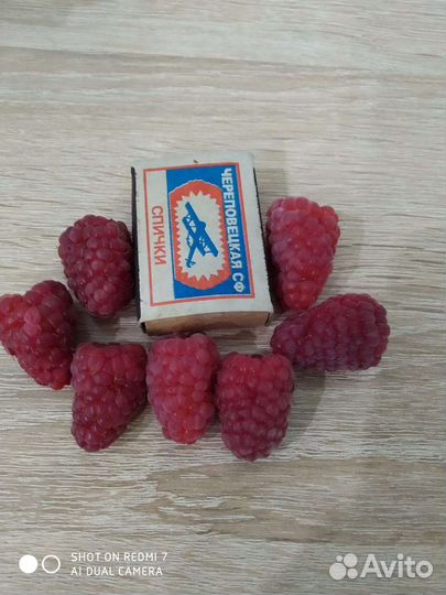 Саженцы малины