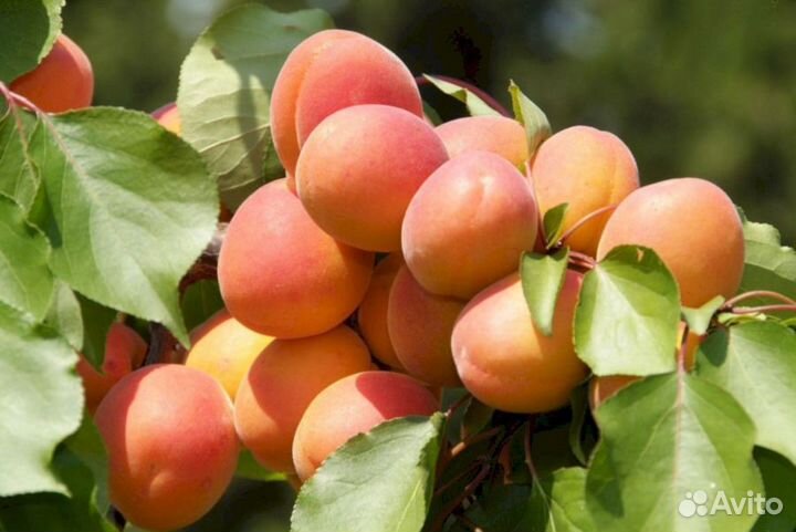 Саженцы абрикос Сын Краснощекого