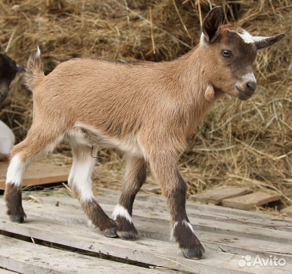 Камерунские козлята