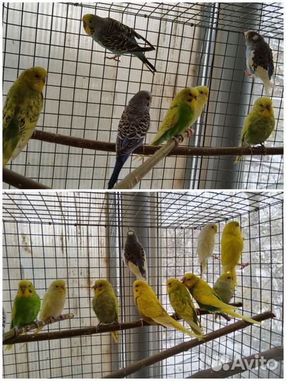 Попугай полуЧехи 2-3 мес