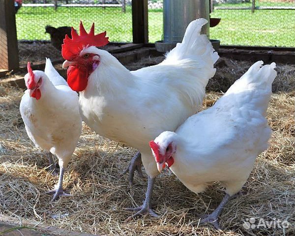 Яйцо куриное