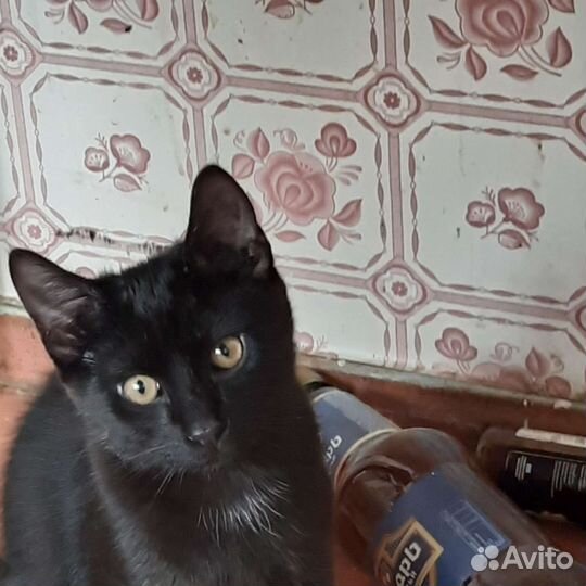Кошка в дар