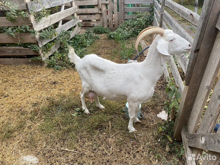 Коза дойная