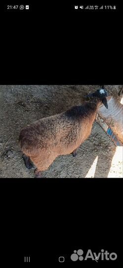 Овцы бараны