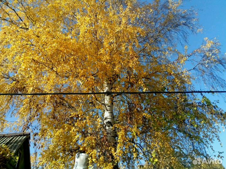 Спиливание(Спил) деревьев.Расчистка участка