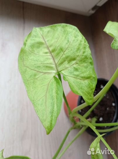 Сингониум расами наг