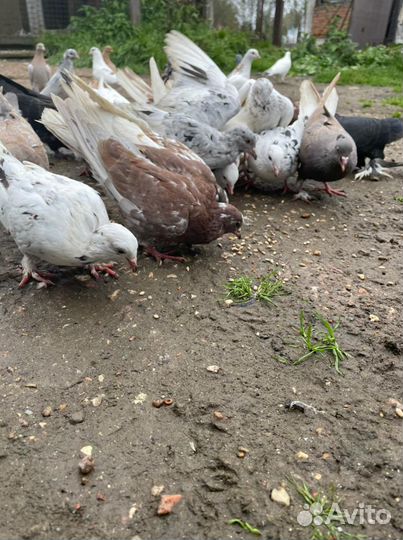 Бойные голуби(армянские,бакинские,иранские и т.п)