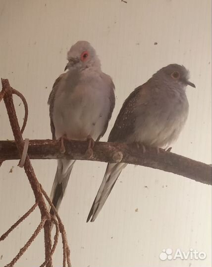 Горлица бриллиантовая