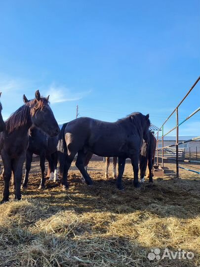 Продажа лошадей